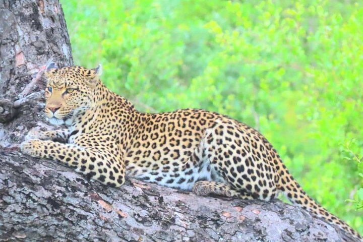 Moholoholo Wildlife Encounter & Sunset Safari - Photo 1 of 13